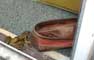 frog hopping in back door - May 2003